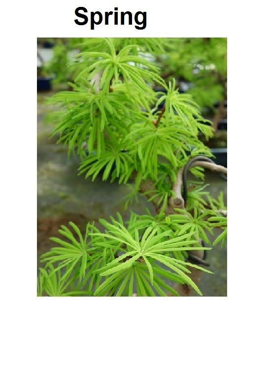 Bonsaï d'extérieur Pseudolarix amabilis, pot rectangulaire bleu de 15 cm, hauteur ~35 cm