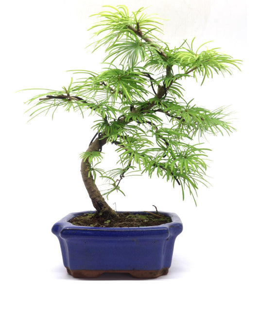 Buiten Bonsai Pseudolarix amabilis shape blauwe rechthoekige pot 15cm, hoogte ~35cm