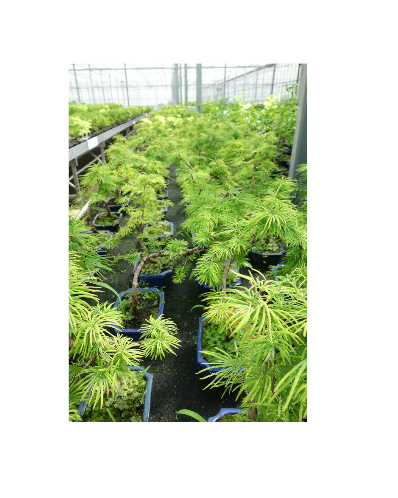 Bonsaï d'extérieur Pseudolarix amabilis bleu, pot rectangulaire de 20 cm, hauteur ~40 cm