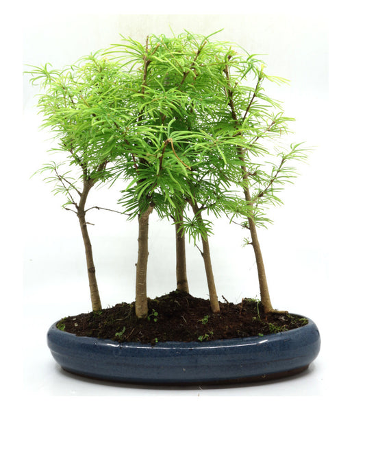 Buiten Bonsai Pseudolarix amabilis bos blauwe ovale pot 29cm