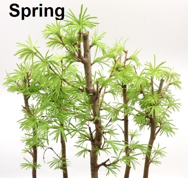 Bonsaï d'extérieur Pseudolarix amabilis bleu forêt, pot ovale 29 cm