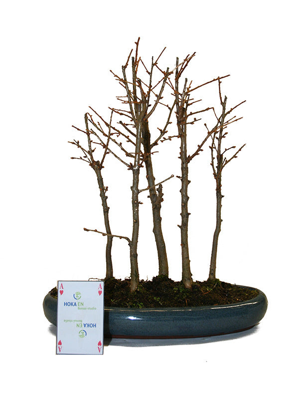 Bonsaï d'extérieur Pseudolarix amabilis bleu forêt, pot ovale 29 cm