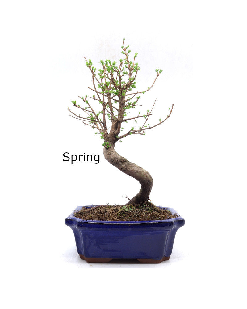 Buiten Bonsai Metasequoia blauwe rechthoekige pot 20cm, hoogte 40cm