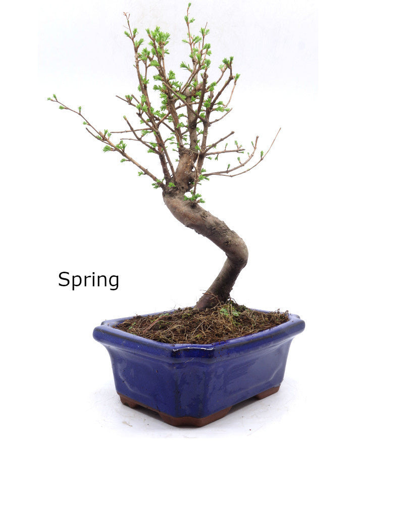 Buiten Bonsai Metasequoia blauwe rechthoekige pot 20cm, hoogte 40cm