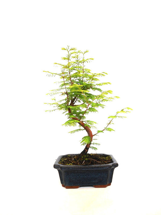 Buiten Bonsai Metasequoia blauwe rechthoekige pot 20cm, hoogte 40cm