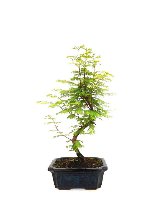 Buiten Bonsai Metasequoia blauwe rechthoekige pot 20cm, hoogte 40cm
