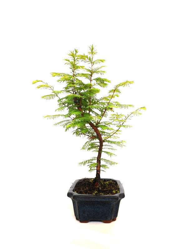 Buiten Bonsai Metasequoia blauwe rechthoekige pot 20cm, hoogte 40cm