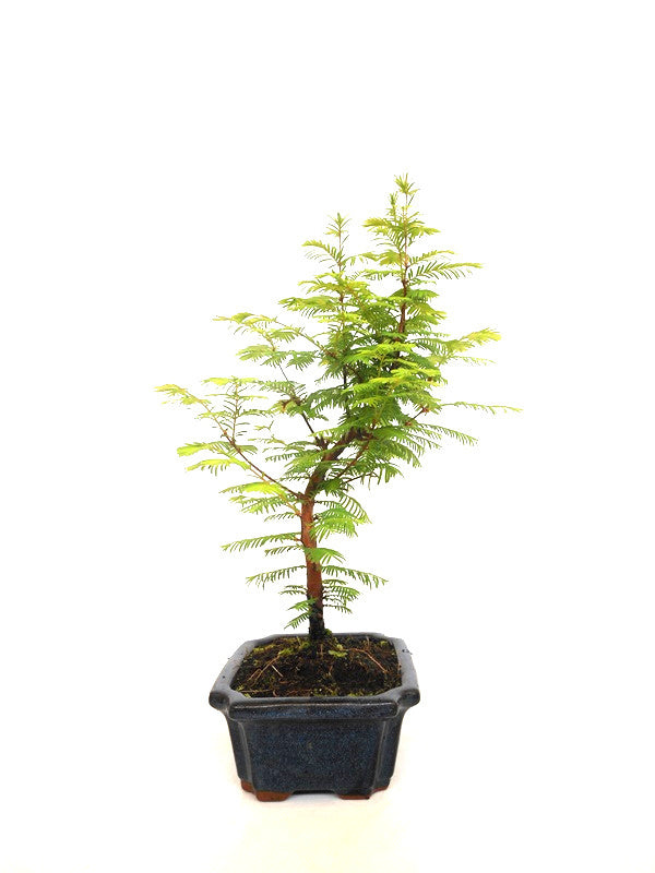Buiten Bonsai Metasequoia blauwe rechthoekige pot 20cm, hoogte 40cm