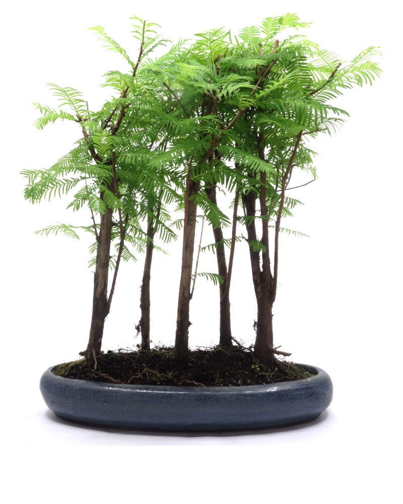 Buiten Bonsai Metasequoia groep 5 ovale pot 29cm, hoogte ~35cm