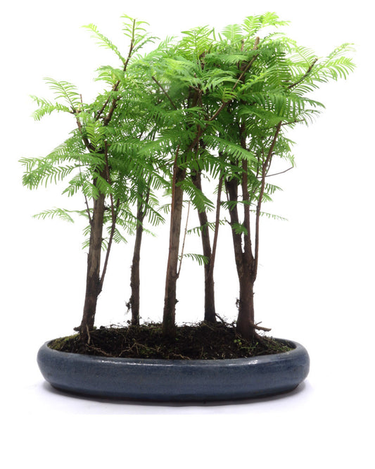 Buiten Bonsai Metasequoia groep 5 ovale pot 29cm, hoogte ~35cm