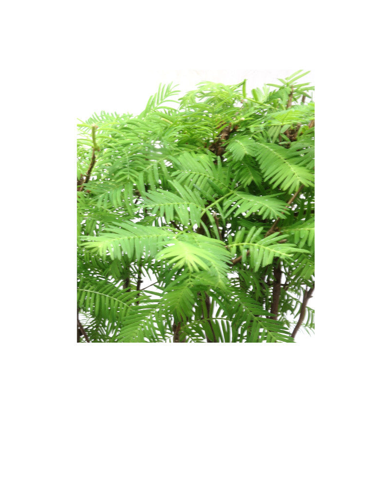 Bonsaï d'extérieur Metasequoia groupe 5, pot ovale 29 cm, hauteur ~35 cm