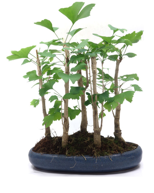 Buiten Bonsai Ginkgo biloba groep 5 ovale pot 29cm, hoogte ~35cm
