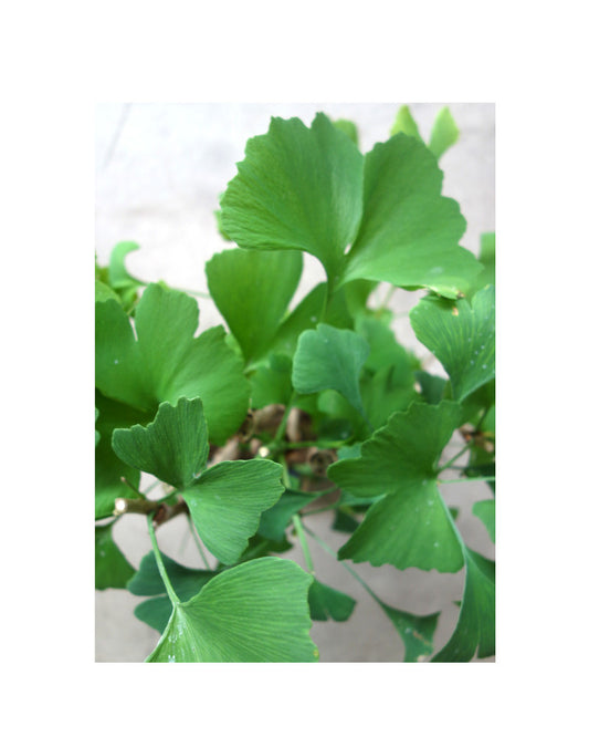 Buiten Bonsai Ginkgo biloba groep 5 ovale pot 29cm, hoogte ~35cm