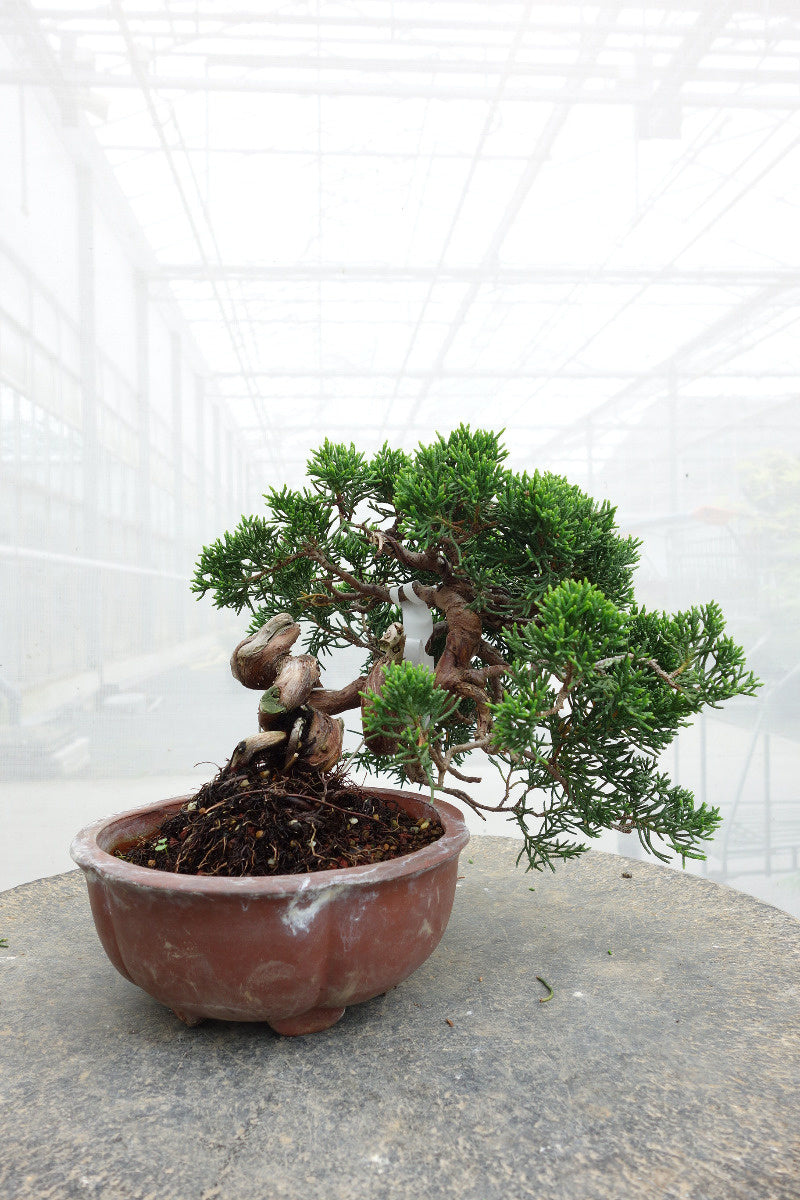 Bonsaï d'extérieur Juniperus chinensis, pot rond non émaillé de 15 cm, hauteur ~20 cm