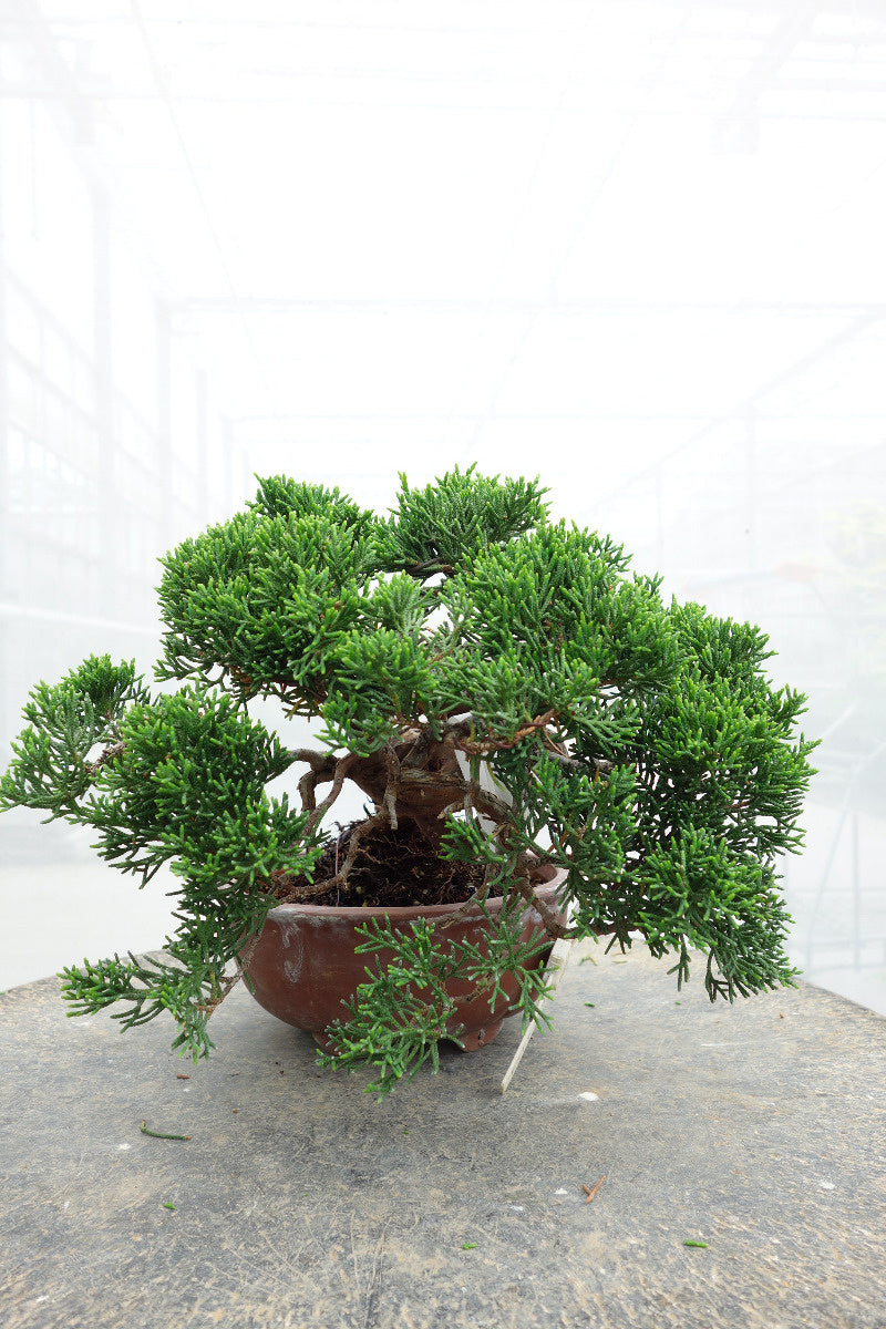 Bonsaï d'extérieur Juniperus chinensis, pot rond non émaillé de 15 cm, hauteur ~20 cm