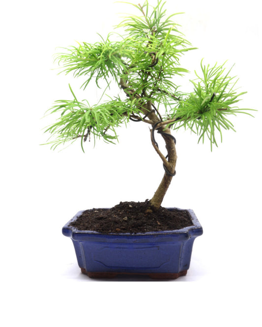 Buiten Bonsai Pseudolarix amabilis blauwe rechthoekige pot 20cm, hoogte ~40cm