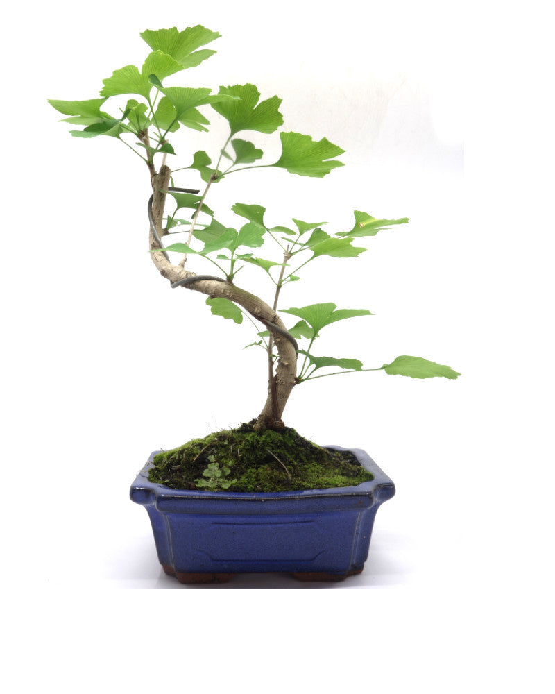 Buiten Bonsai Ginkgo biloba blauwe rechthoekige pot 20cm, hoogte 35cm