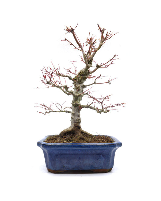 Bonsaï d'extérieur Acer palmatum bleu, pot Mokko 21 cm, hauteur 36 cm