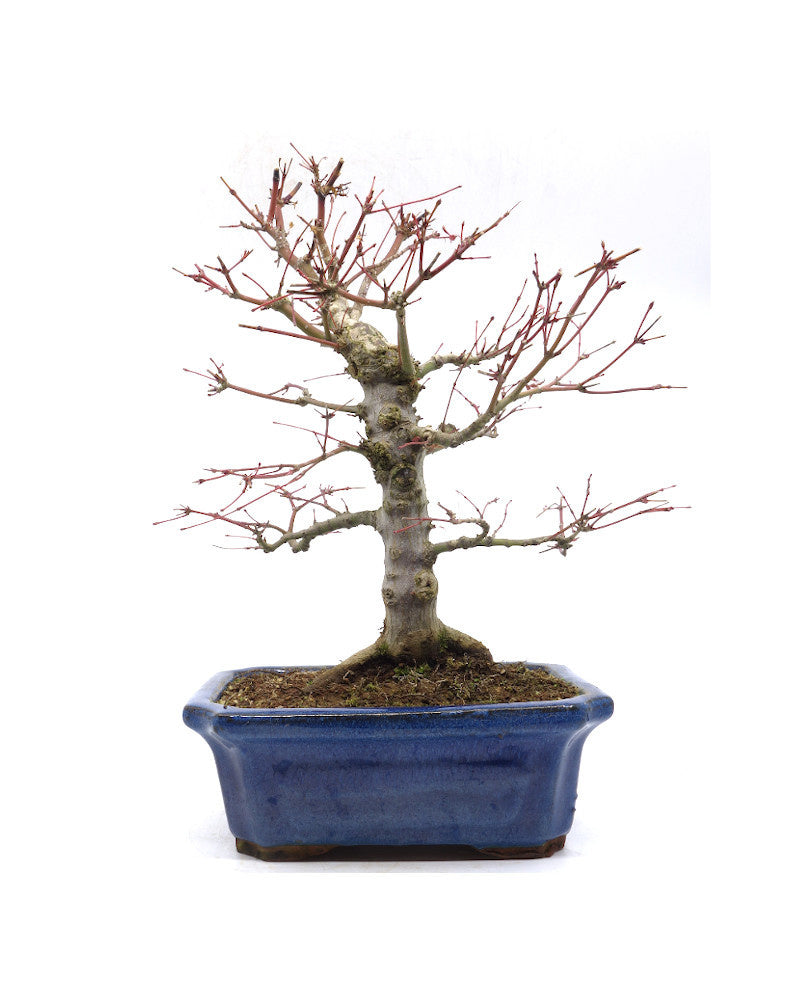 Bonsaï d'extérieur Acer palmatum bleu, pot Mokko 21 cm, hauteur 36 cm