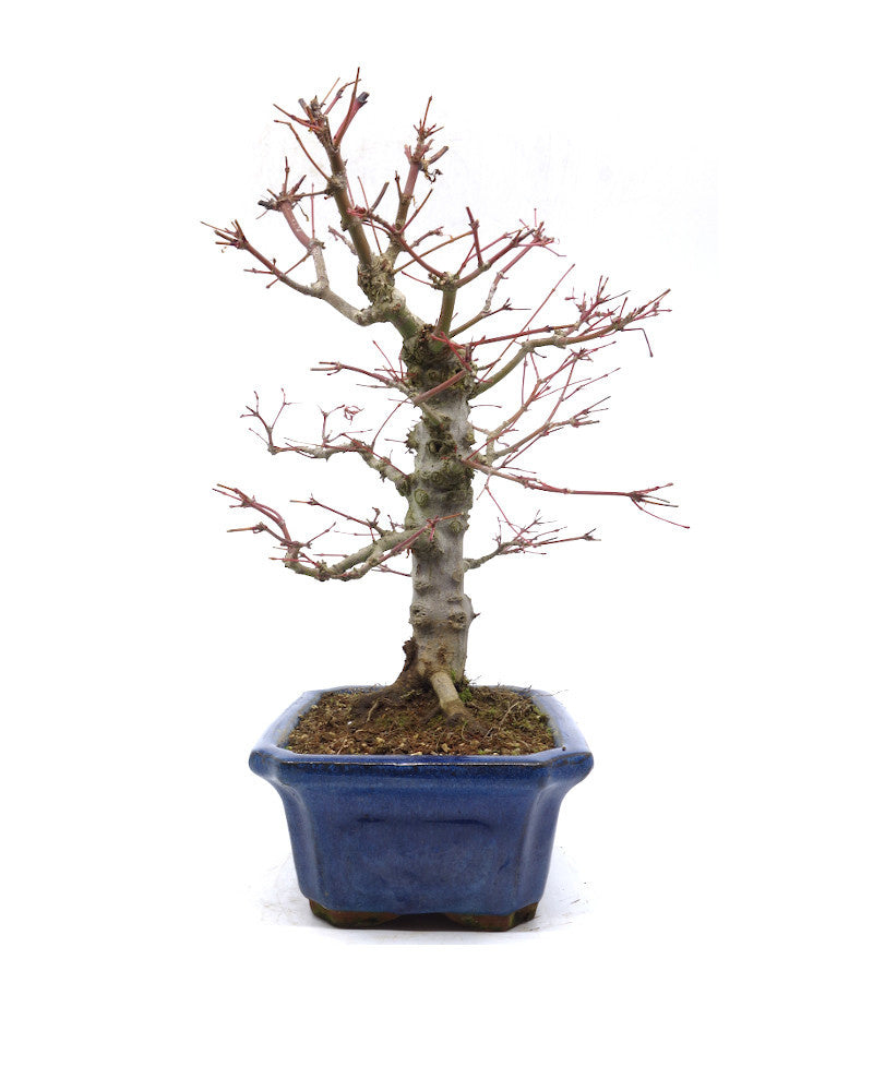 Bonsaï d'extérieur Acer palmatum bleu, pot Mokko 21 cm, hauteur 36 cm