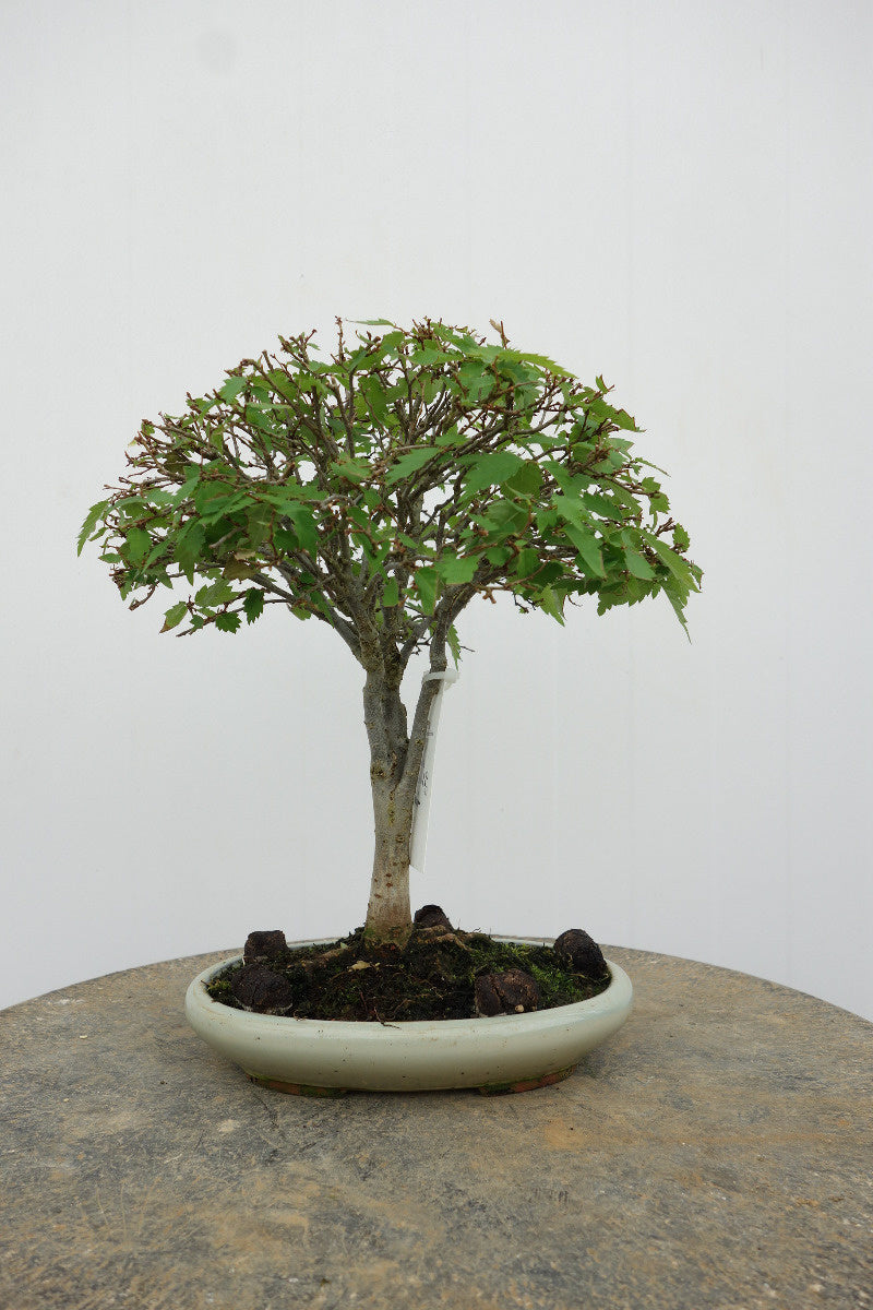 Buiten Shohin Bonsai Zelkova serrata creme ovale pot 17cm, hoogte 25cm