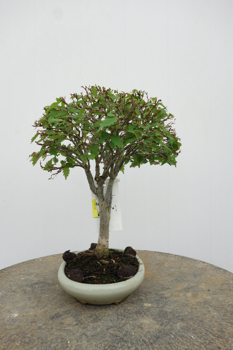 Buiten Shohin Bonsai Zelkova serrata creme ovale pot 17cm, hoogte 25cm
