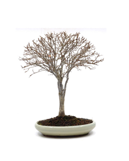 Buiten Shohin Bonsai Zelkova serrata creme ovale pot 17cm, hoogte 25cm