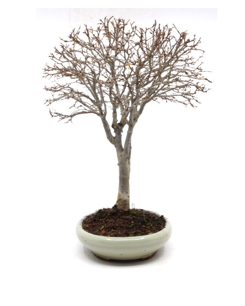 Buiten Shohin Bonsai Zelkova serrata creme ovale pot 17cm, hoogte 25cm