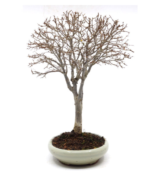 Buiten Shohin Bonsai Zelkova serrata creme ovale pot 17cm, hoogte 25cm