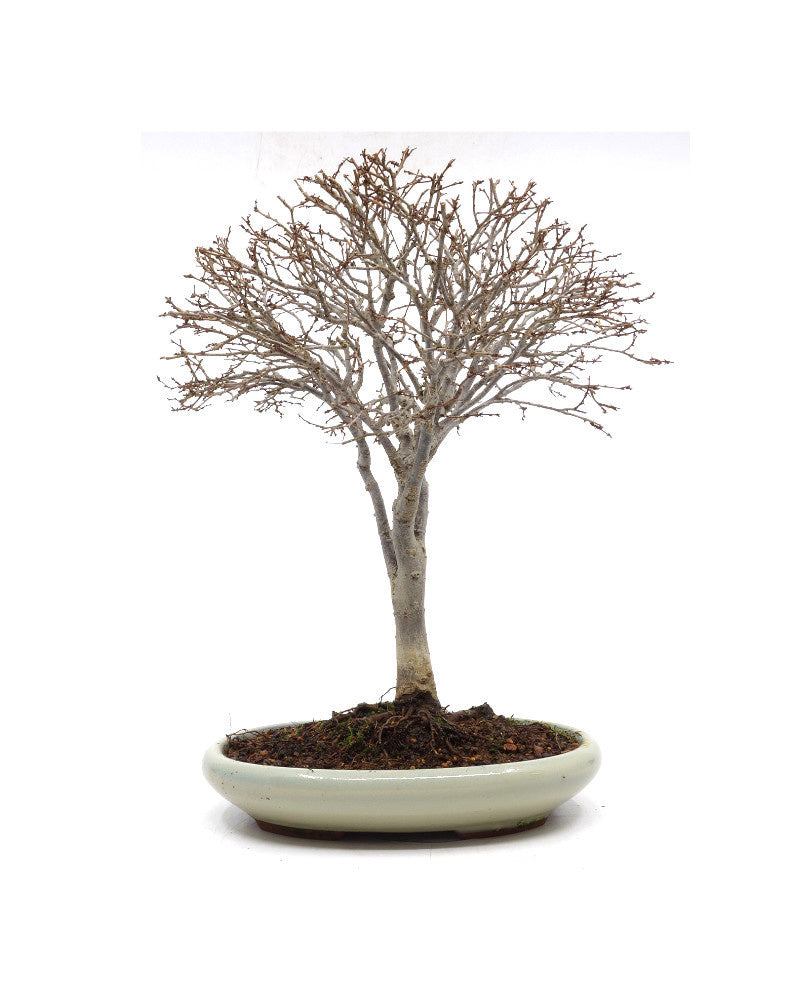 Buiten Shohin Bonsai Zelkova serrata creme ovale pot 17cm, hoogte 25cm
