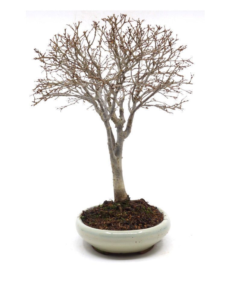Buiten Shohin Bonsai Zelkova serrata creme ovale pot 17cm, hoogte 25cm