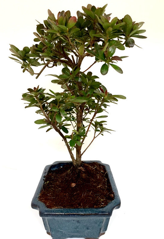 Buiten Bonsai Rhododendron blauwe rechthoekige pot 20cm, hoogte ~36cm