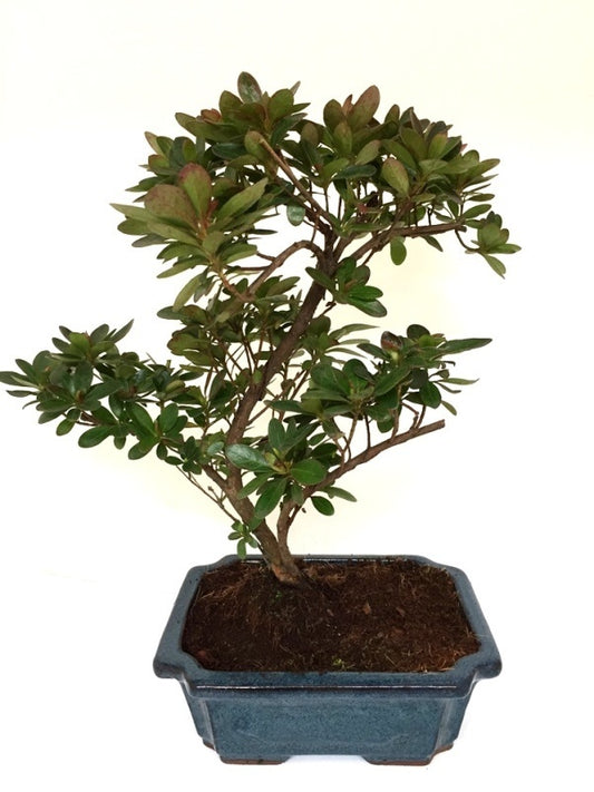 Buiten Bonsai Rhododendron blauwe rechthoekige pot 20cm, hoogte ~36cm