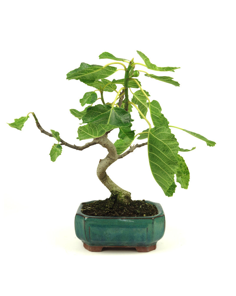 Bonsaï d'extérieur Ficus carica vert, pot Mokko 15 cm, hauteur 36 cm