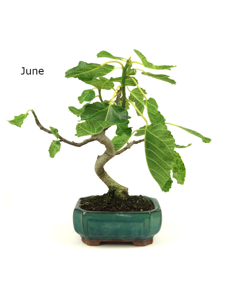 Bonsaï d'extérieur Ficus carica vert, pot Mokko 15 cm, hauteur 36 cm