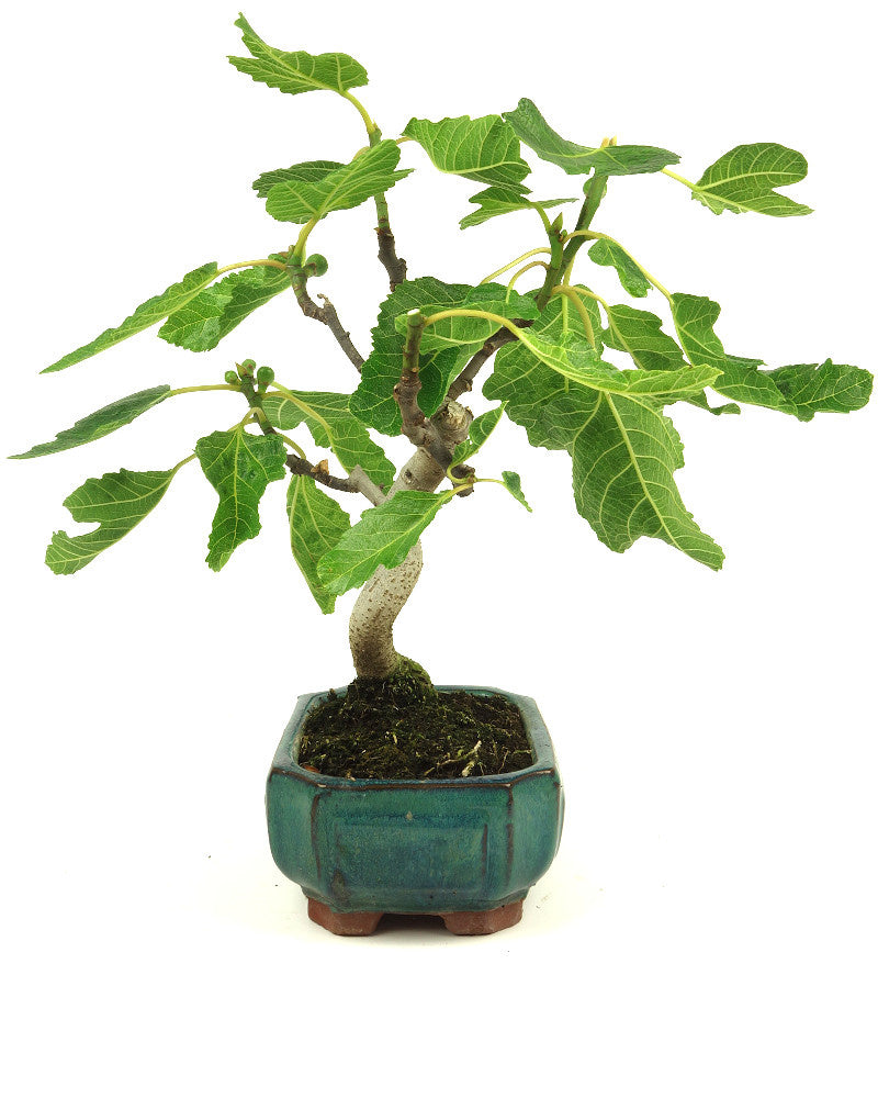Bonsaï d'extérieur Ficus carica vert, pot Mokko 15 cm, hauteur 36 cm