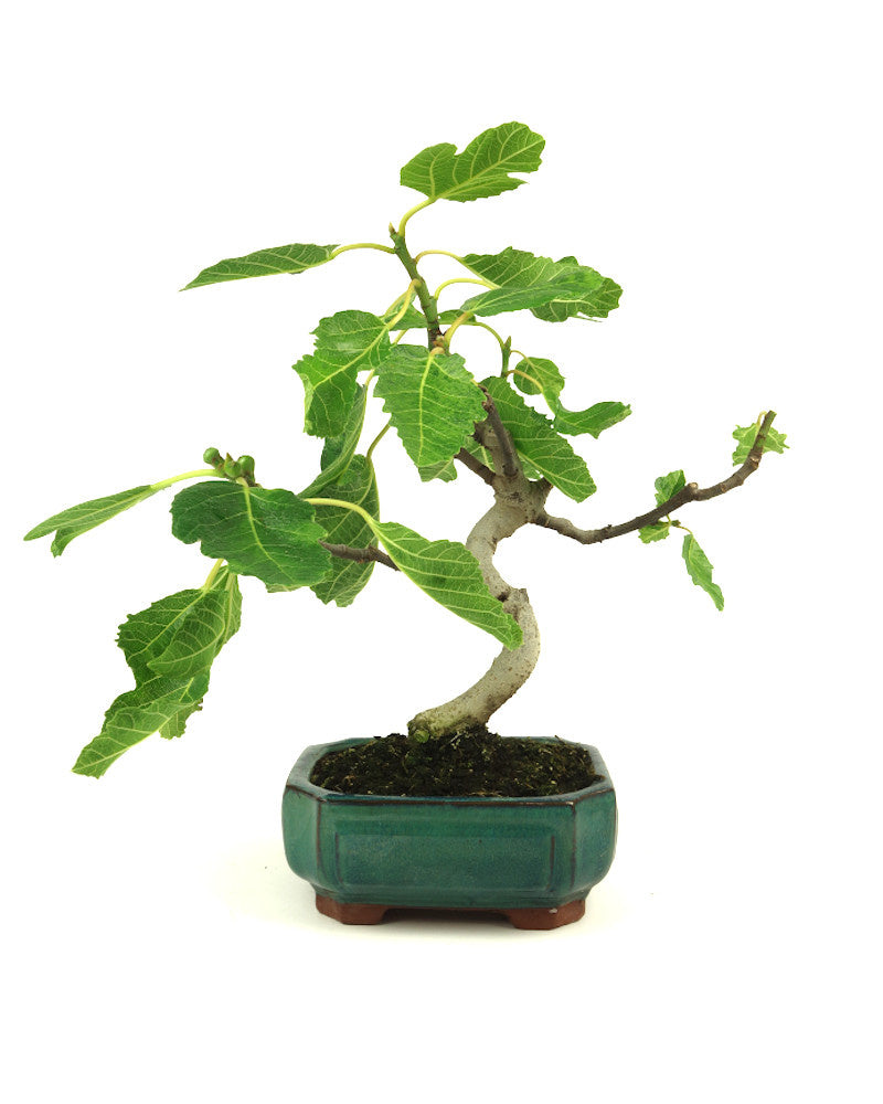 Bonsaï d'extérieur Ficus carica vert, pot Mokko 15 cm, hauteur 36 cm