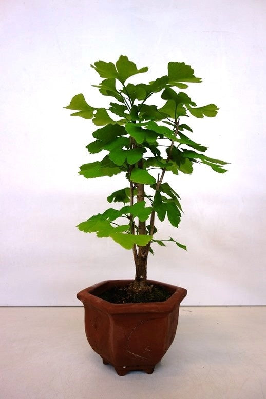 Bonsai Ginkgo biloba bruine hexagonale pot 17cm, hoogte 52cm
