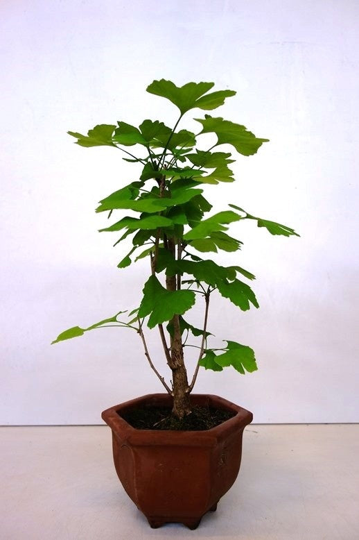 Bonsai Ginkgo biloba bruine hexagonale pot 17cm, hoogte 52cm