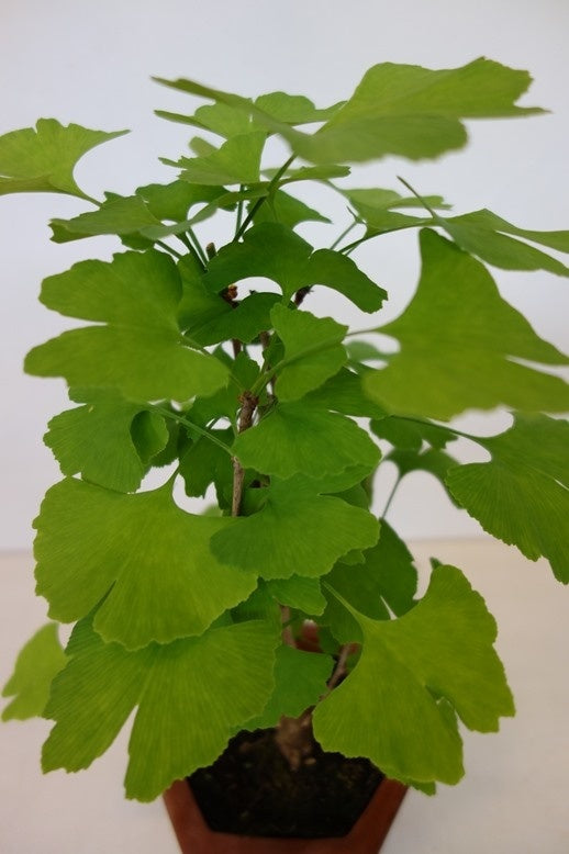 Bonsai Ginkgo biloba bruine hexagonale pot 17cm, hoogte 52cm