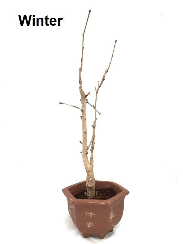 Bonsai Ginkgo biloba bruine hexagonale pot 17cm, hoogte 52cm