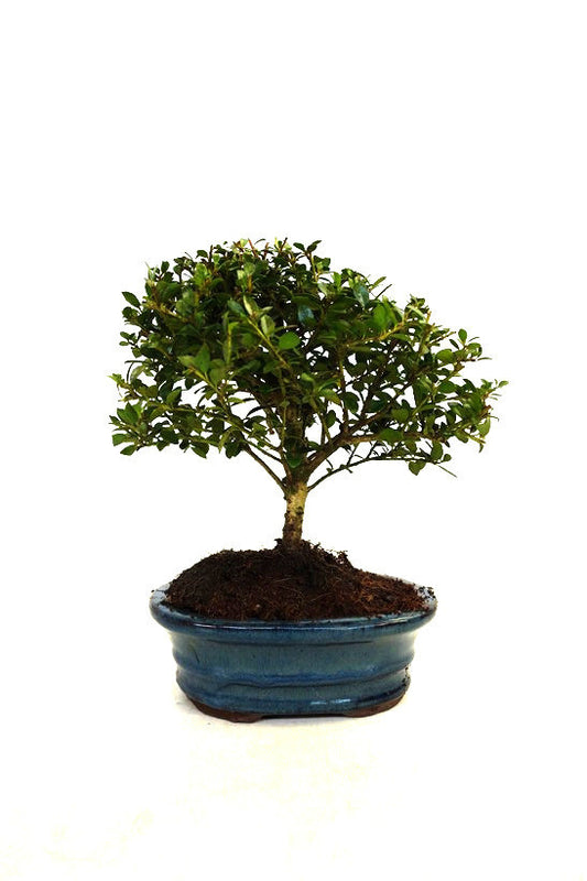 Bonsai Ilex crenata blauwe ovale pot 15cm, hoogte 25cm
