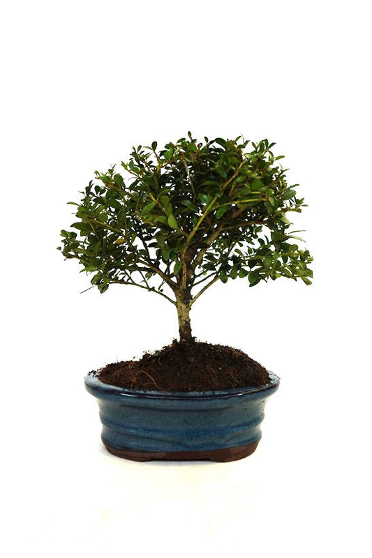 Bonsai Ilex crenata blauwe ovale pot 15cm, hoogte 25cm