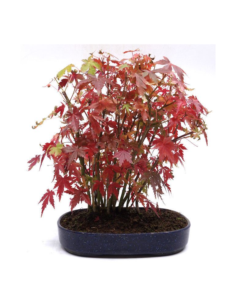 Bonsaï d'extérieur Acer palmatum, pot ovale bleu en plastique de 22 cm, hauteur 32 cm