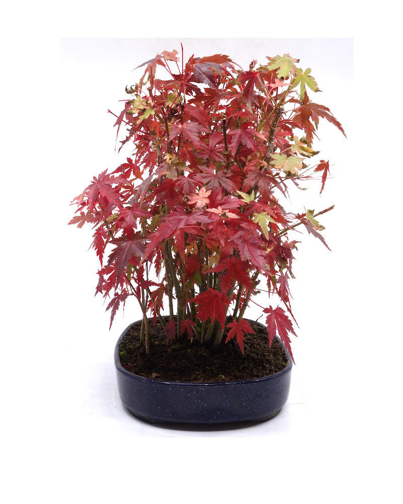 Bonsaï d'extérieur Acer palmatum, pot ovale bleu en plastique de 22 cm, hauteur 32 cm