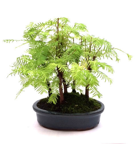 Buiten Bonsai Metasequoia - 5 groep blauw ovale pot 21cm, hoogte ~28cm
