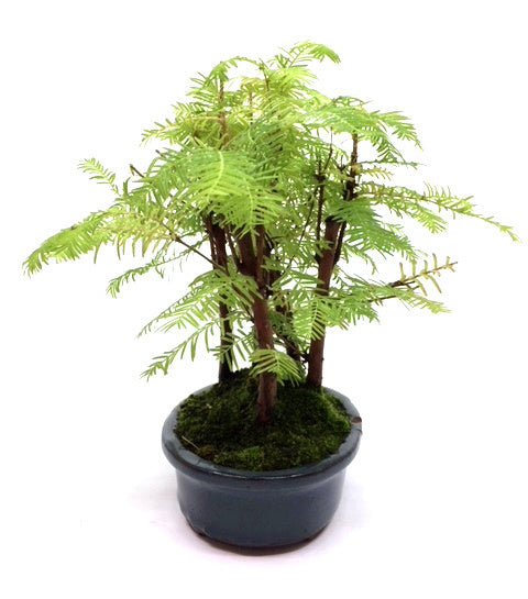 Buiten Bonsai Metasequoia - 5 groep blauw ovale pot 21cm, hoogte ~28cm