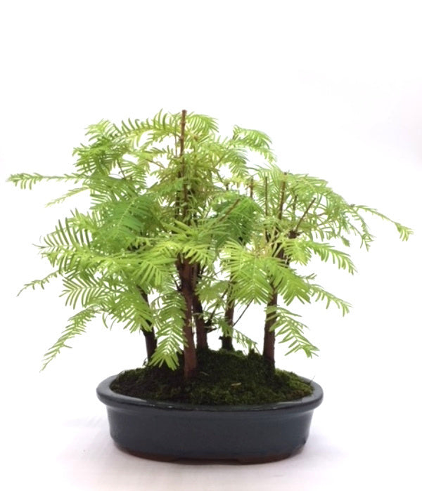 Buiten Bonsai Metasequoia - 5 groep blauw ovale pot 21cm, hoogte ~28cm