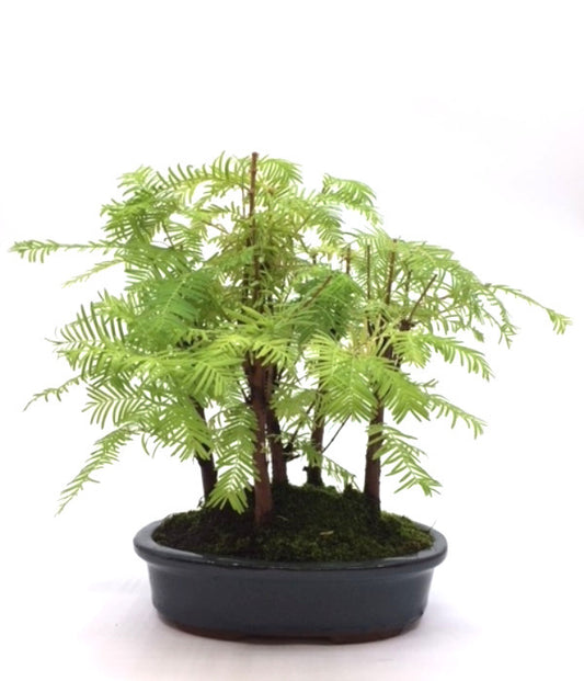 Buiten Bonsai Metasequoia - 5 groep blauw ovale pot 21cm, hoogte ~28cm
