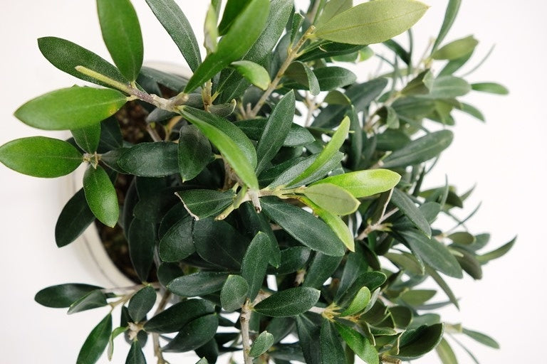 Buiten Bonsai Olea europea blauwe rechthoekige pot 16cm, hoogte 30cm